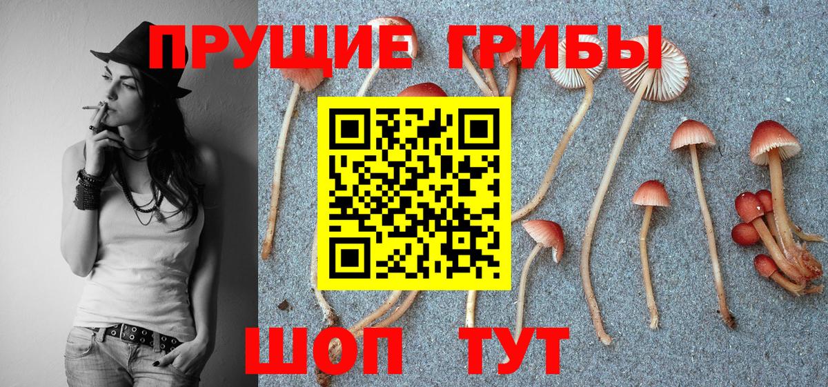Отрадный  Псилоцибиновые грибы Cubensis  Вход с VPN 